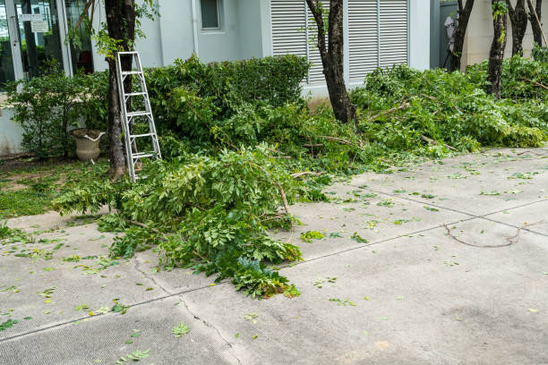 Best Tree Trimming Near Me  in Magnolia Springs, AL